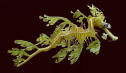 realleafyseadragon.jpeg